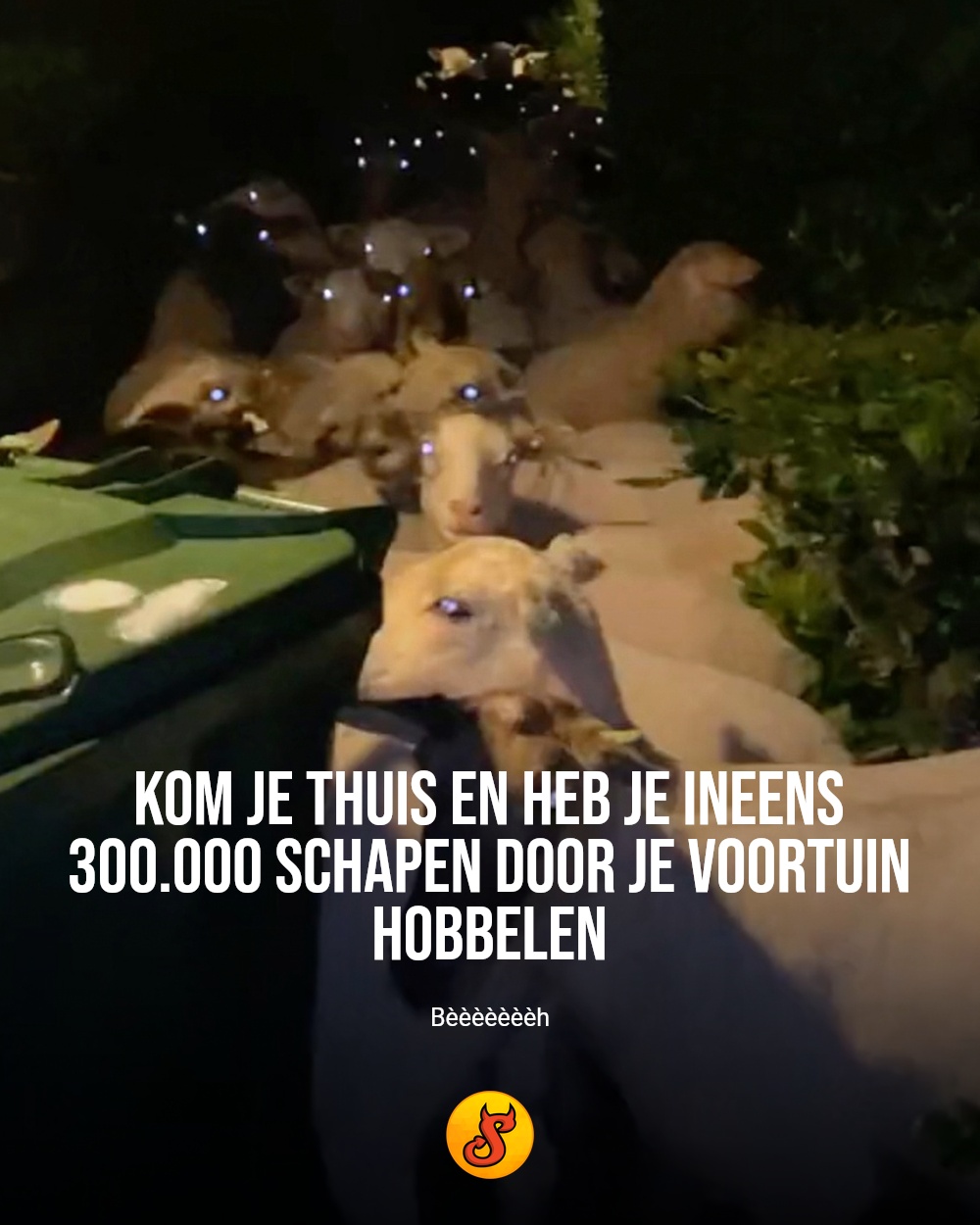 Kom je thuis en heb je ineens 300.000 schapen door je voortuin hobbelen