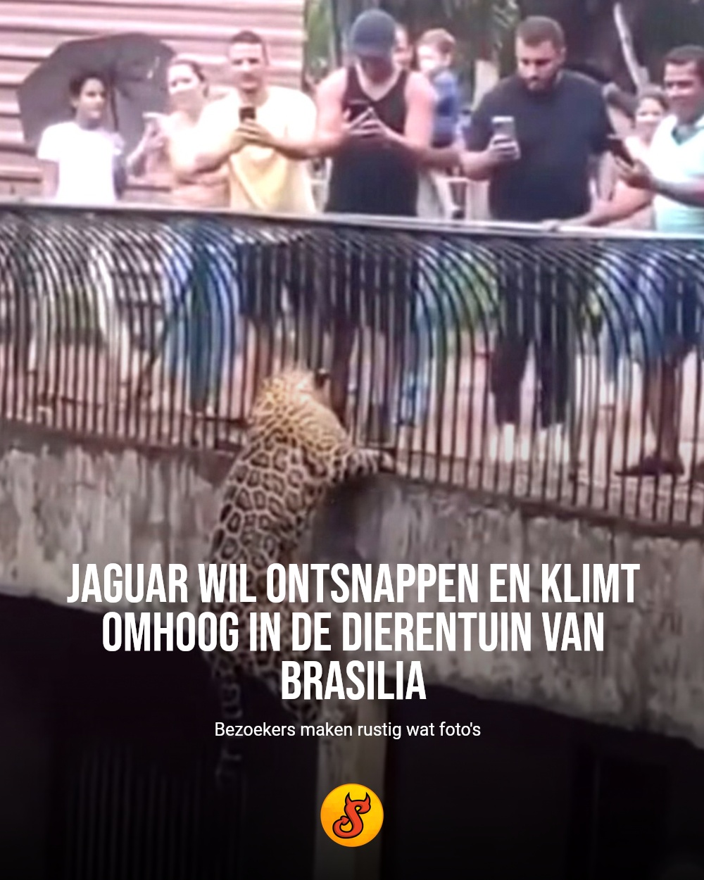 Jaguar wil ontsnappen en klimt omhoog in de dierentuin van Brasilia