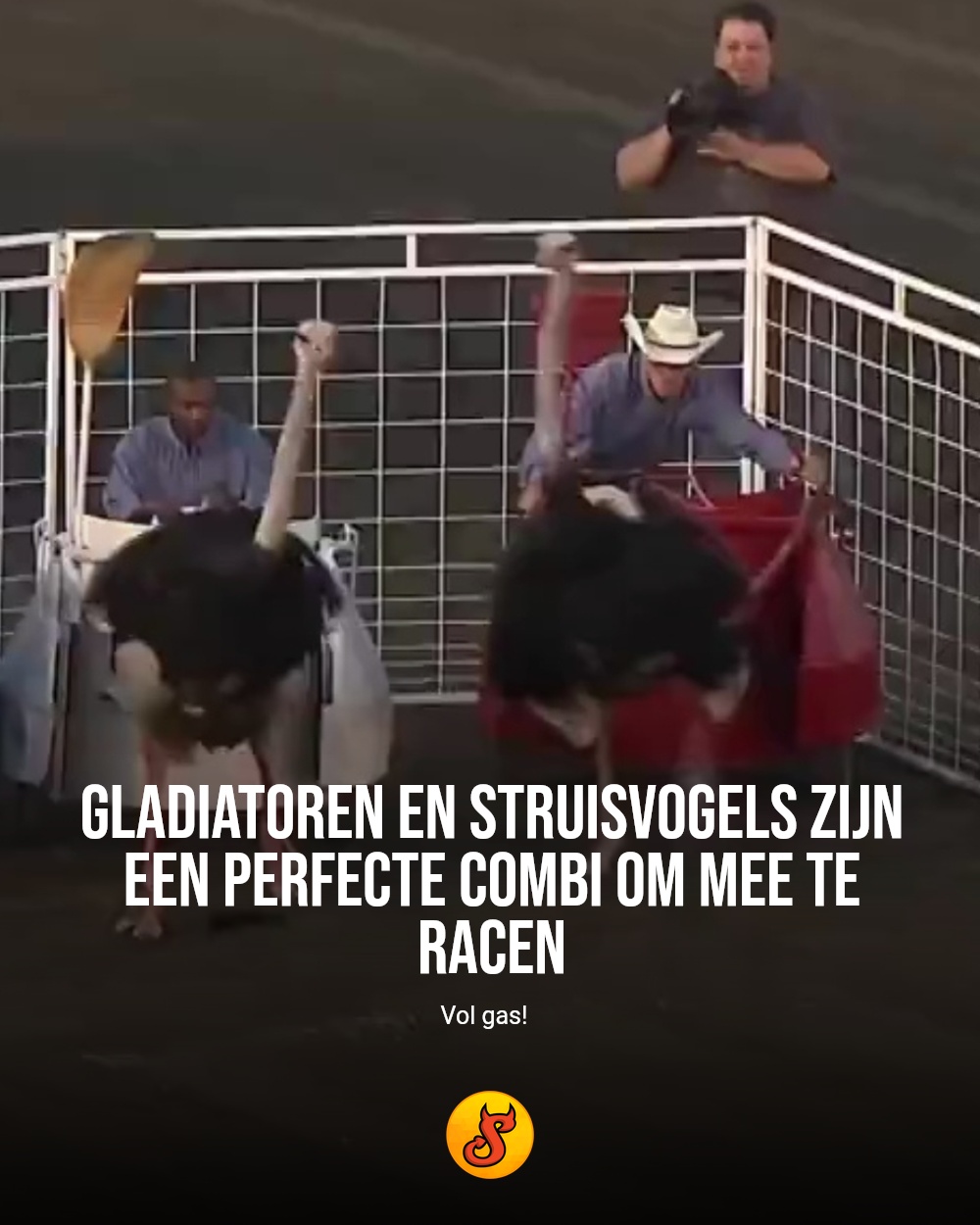 Gladiatoren en struisvogels zijn een perfecte combi om mee te racen