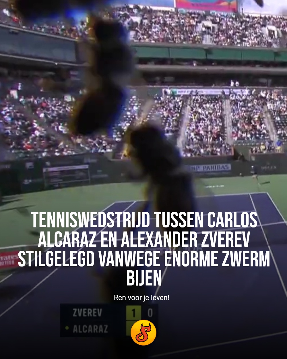 Tenniswedstrijd tussen Carlos Alcaraz en Alexander Zverev stilgelegd vanwege enorme zwerm bijen