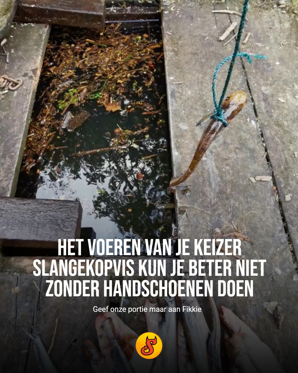 Het voeren van je Keizer Slangekopvis kun je beter niet zonder handschoenen doen