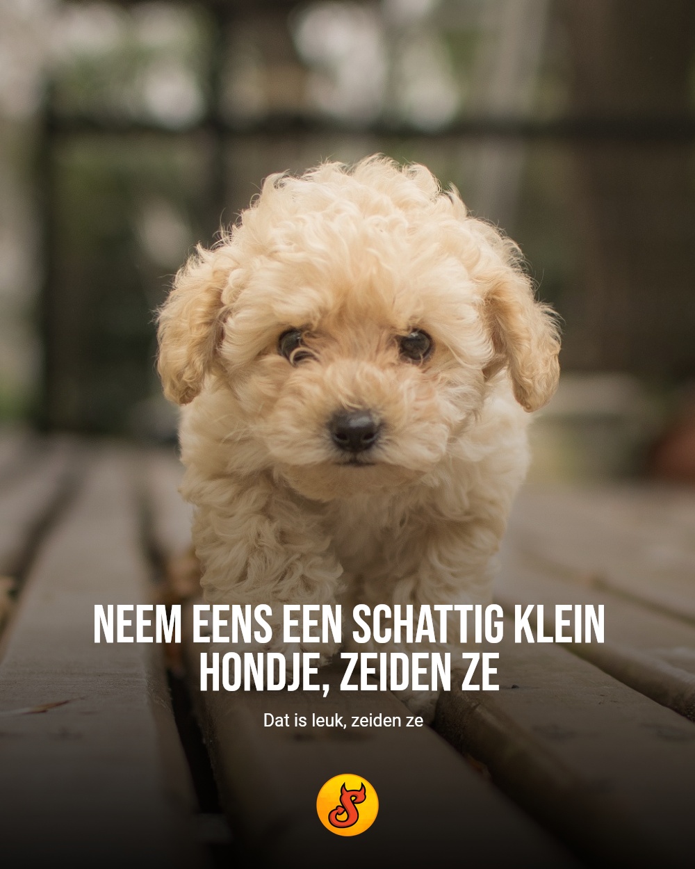 Neem eens een schattig klein hondje, zeiden ze