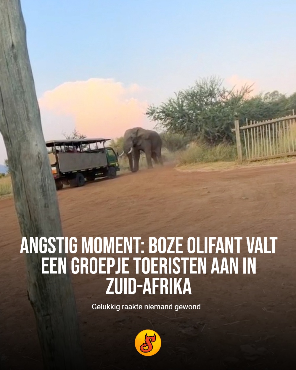 Angstig moment: boze olifant valt een groepje toeristen aan in Zuid-Afrika