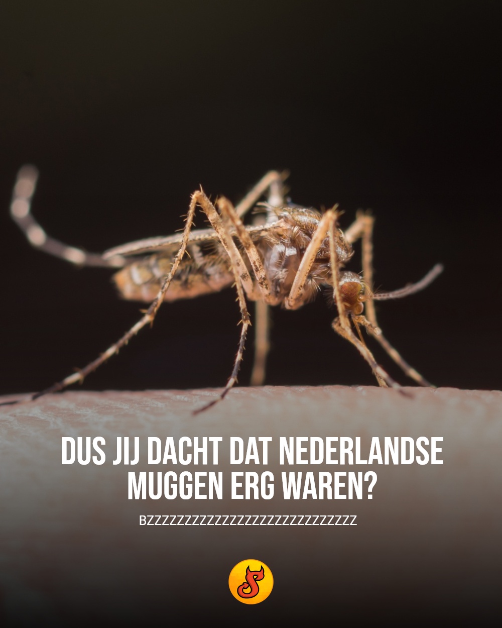 Dus jij dacht dat Nederlandse muggen erg waren?