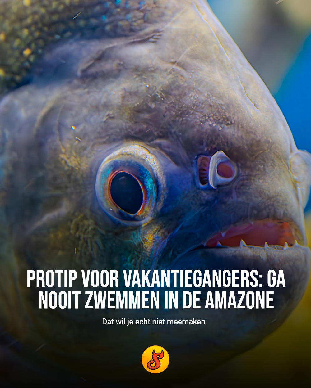 Protip voor vakantiegangers: ga nooit zwemmen in de Amazone