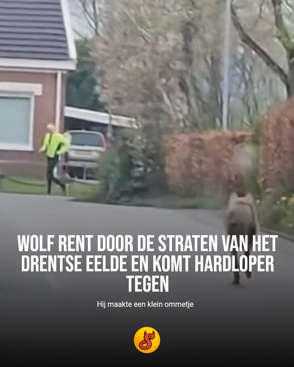 Wolf rent door de straten van het Drentse Eelde en komt hardloper tegen