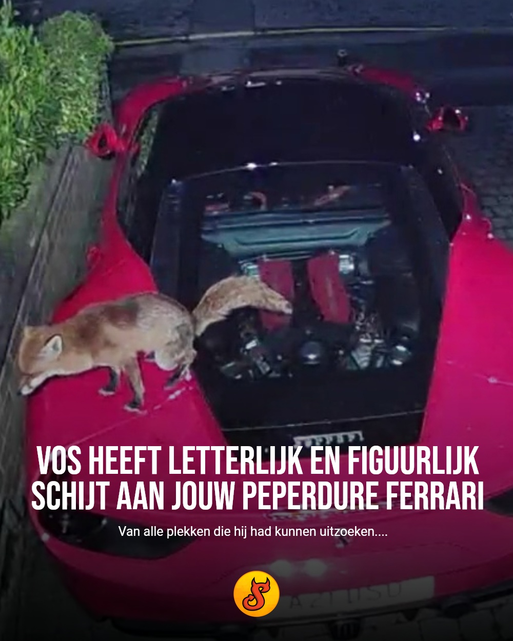 Vos heeft letterlijk en figuurlijk schijt aan jouw peperdure Ferrari