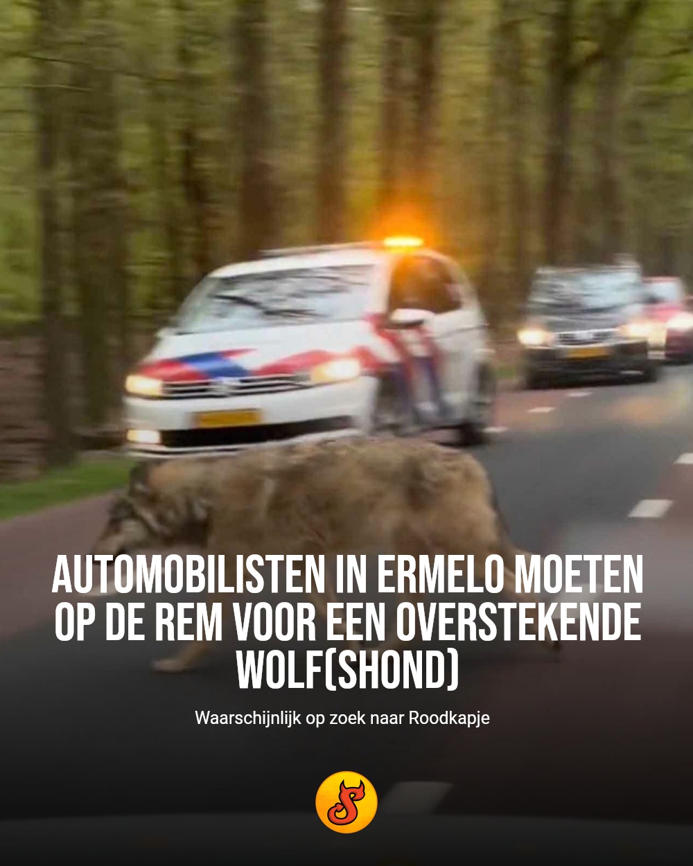 Automobilisten in Ermelo moeten op de rem voor een overstekende wolf(shond)