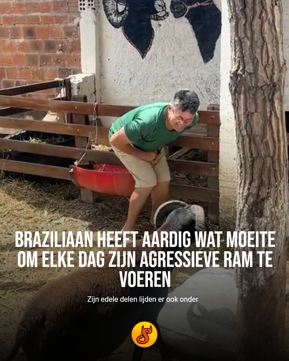 Braziliaan heeft aardig wat moeite om elke dag zijn agressieve ram te voeren