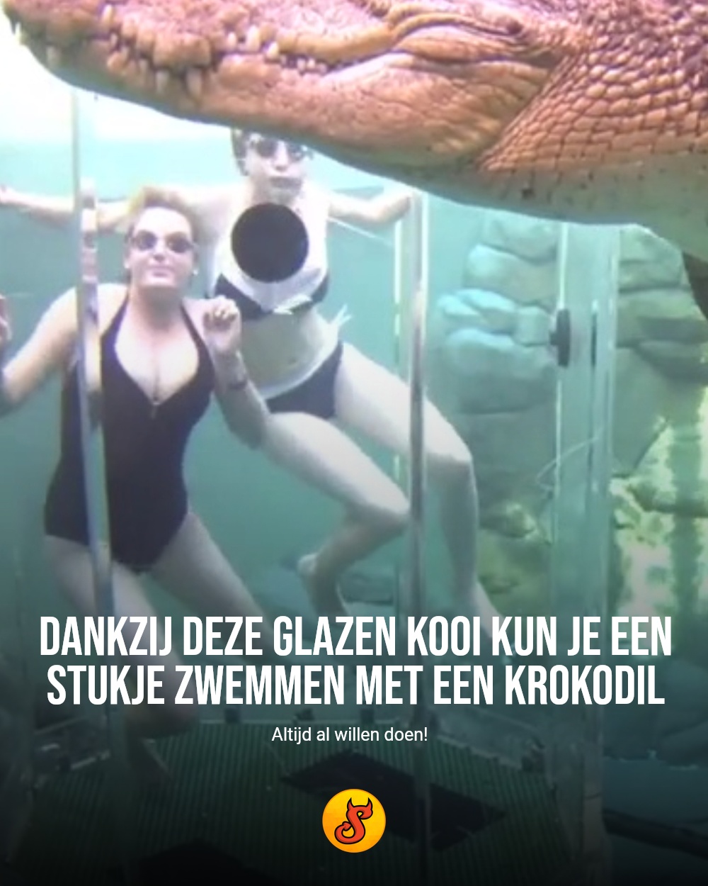 Dankzij deze glazen kooi kun je een stukje zwemmen met een krokodil
