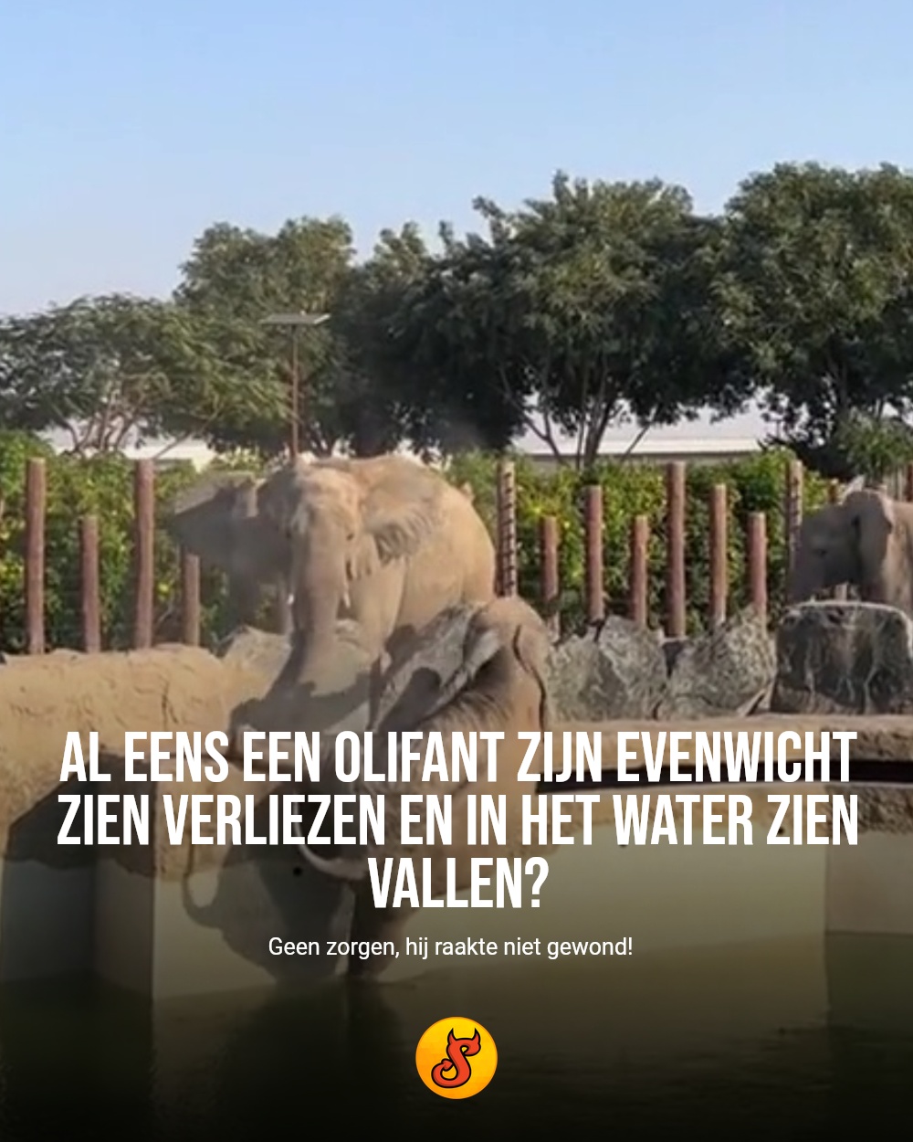 Al eens een olifant zijn evenwicht zien verliezen en in het water zien vallen?