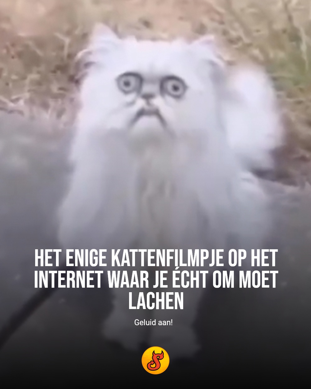 Het enige kattenfilmpje op het internet waar je écht om moet lachen