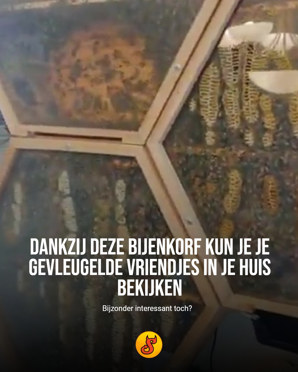 Dankzij deze bijenkorf kun je je gevleugelde vriendjes in je huis bekijken