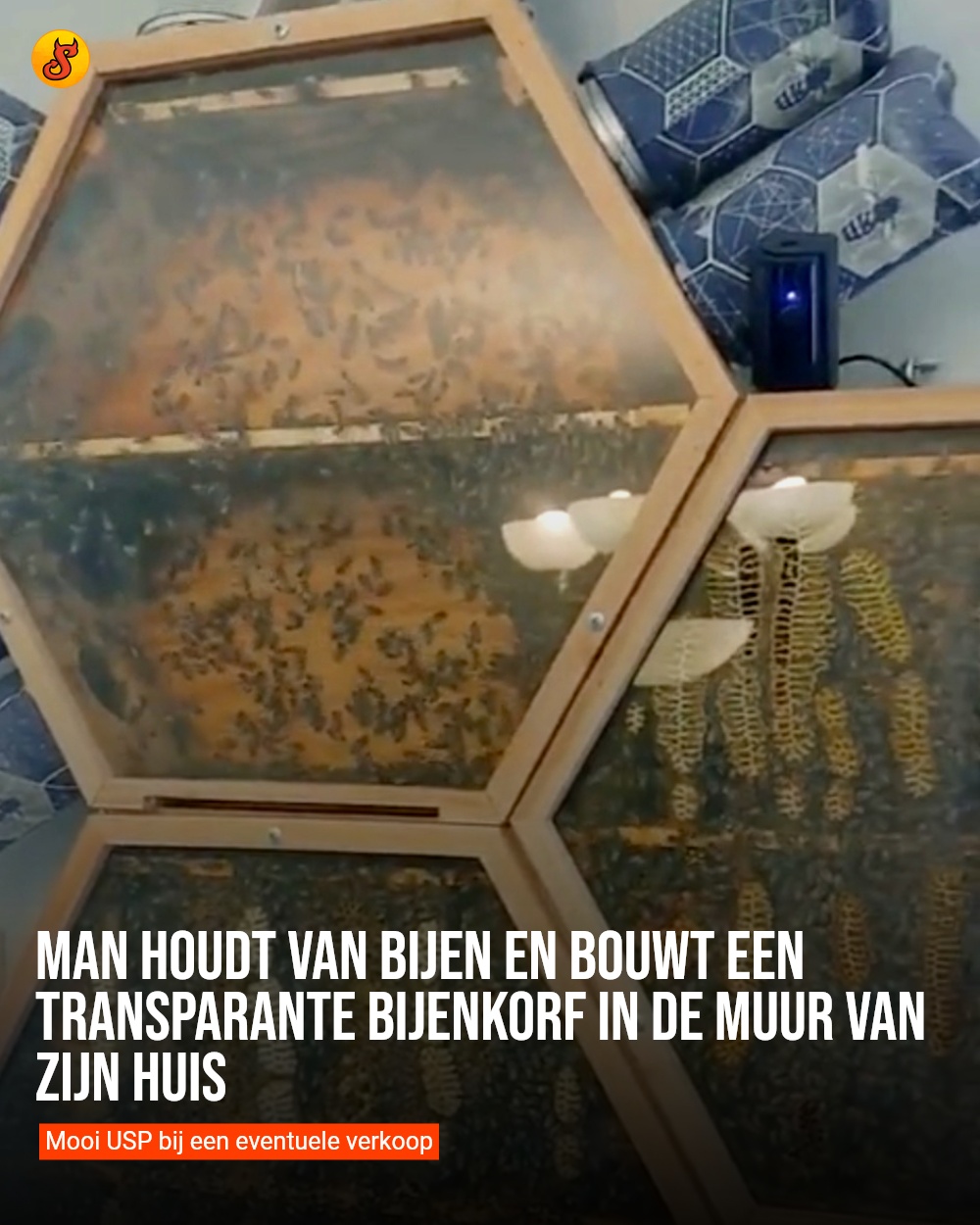 Man houdt van bijen en bouwt een transparante bijenkorf in de muur van zijn huis