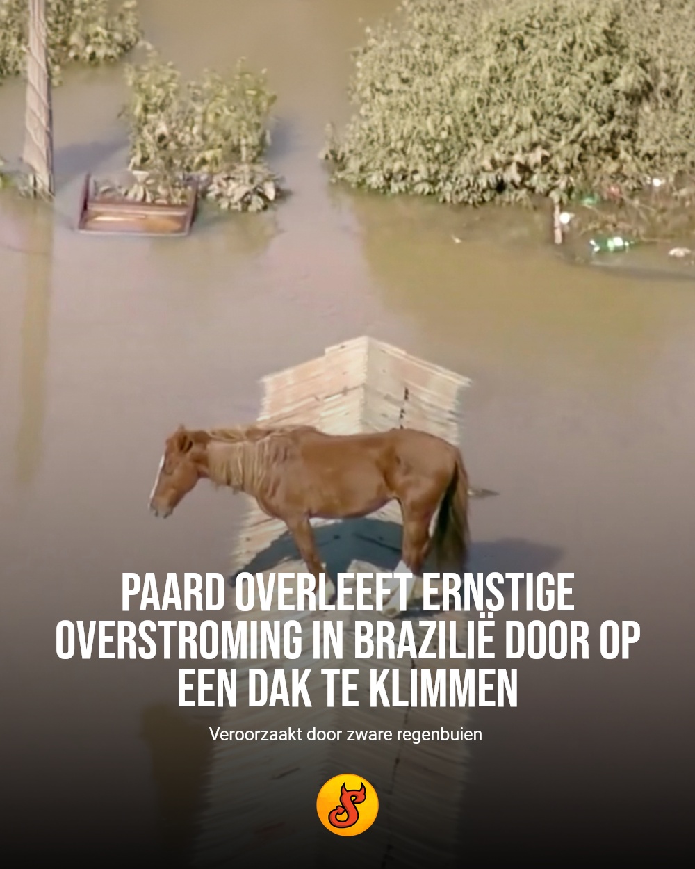 Paard overleeft ernstige overstroming in Brazilië door op een dak te klimmen