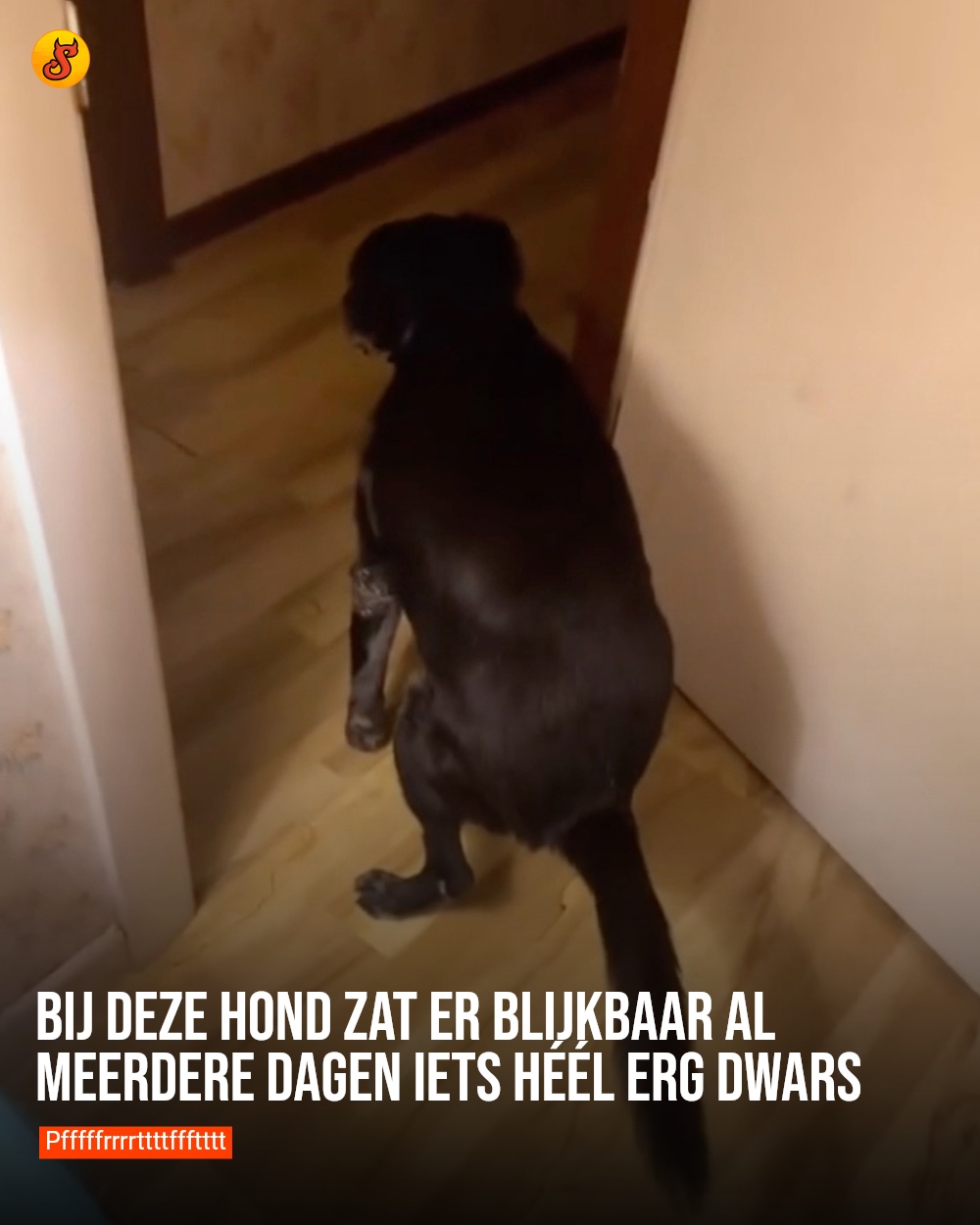 Bij deze hond zat er blijkbaar al meerdere dagen iets héél erg dwars