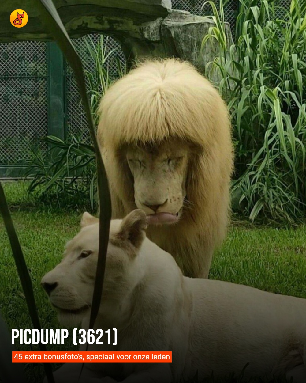 Picdump (3621)