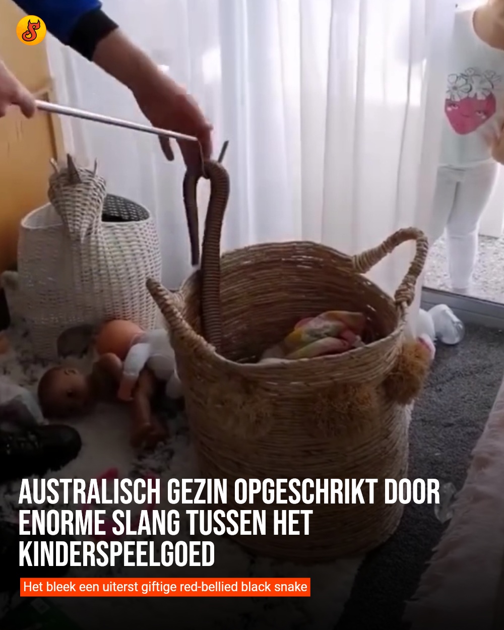 Australisch gezin opgeschrikt door enorme slang tussen het kinderspeelgoed