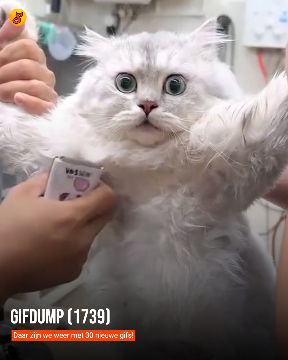 Gifdump (1739)