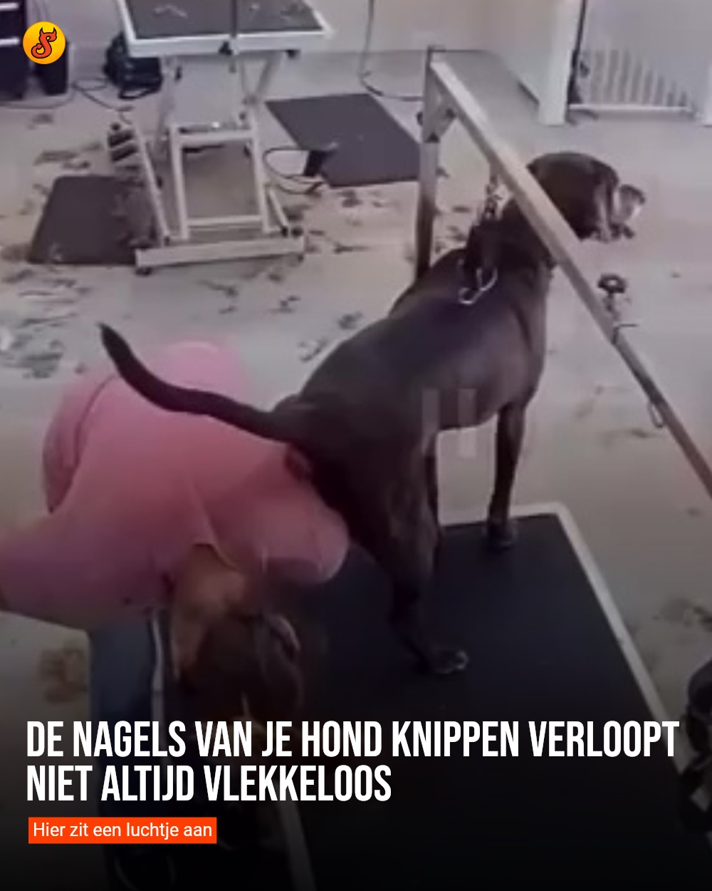 De nagels van je hond knippen verloopt niet altijd vlekkeloos