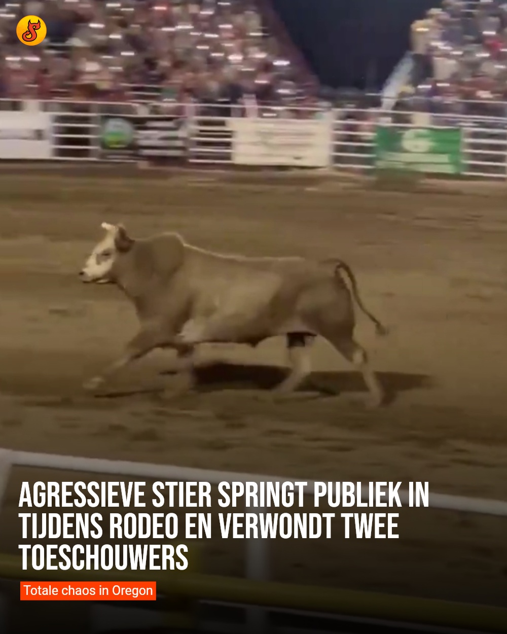 Agressieve stier springt publiek in tijdens rodeo en verwondt twee toeschouwers