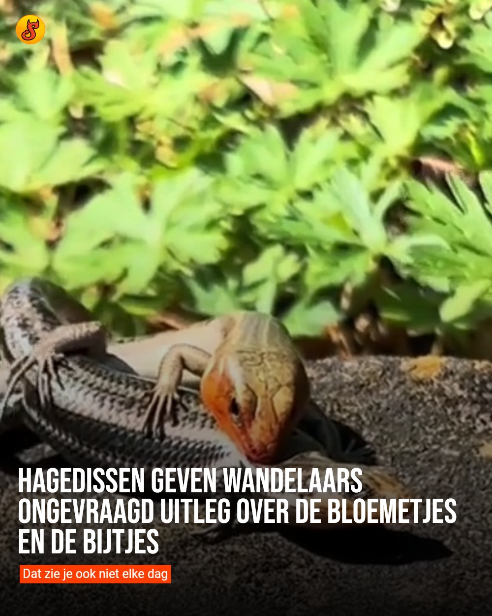 Hagedissen geven wandelaars ongevraagd uitleg over de bloemetjes en de bijtjes