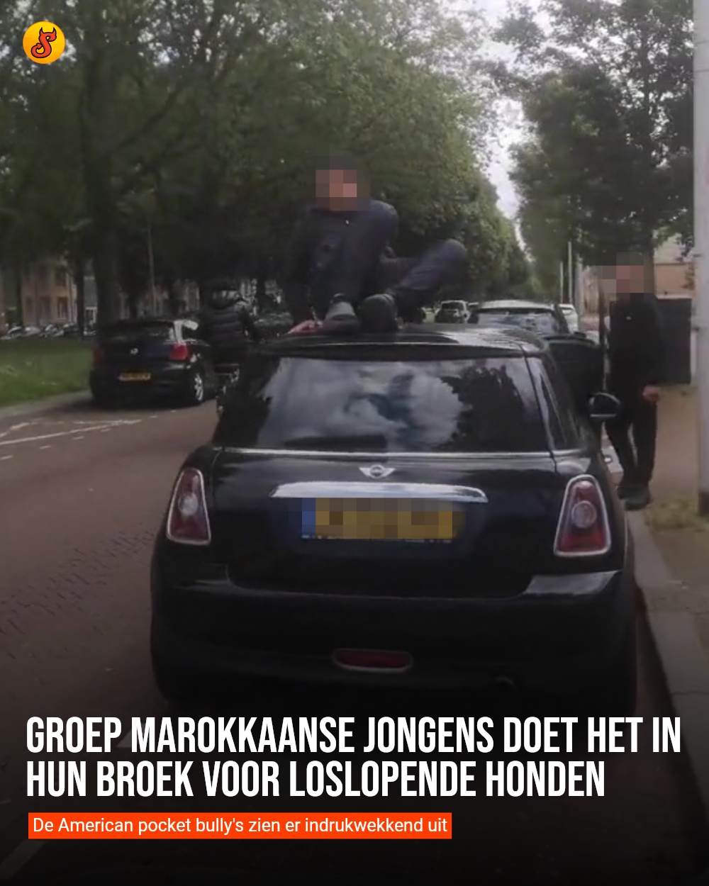 Groep Marokkaanse jongens doet het in hun broek voor loslopende honden