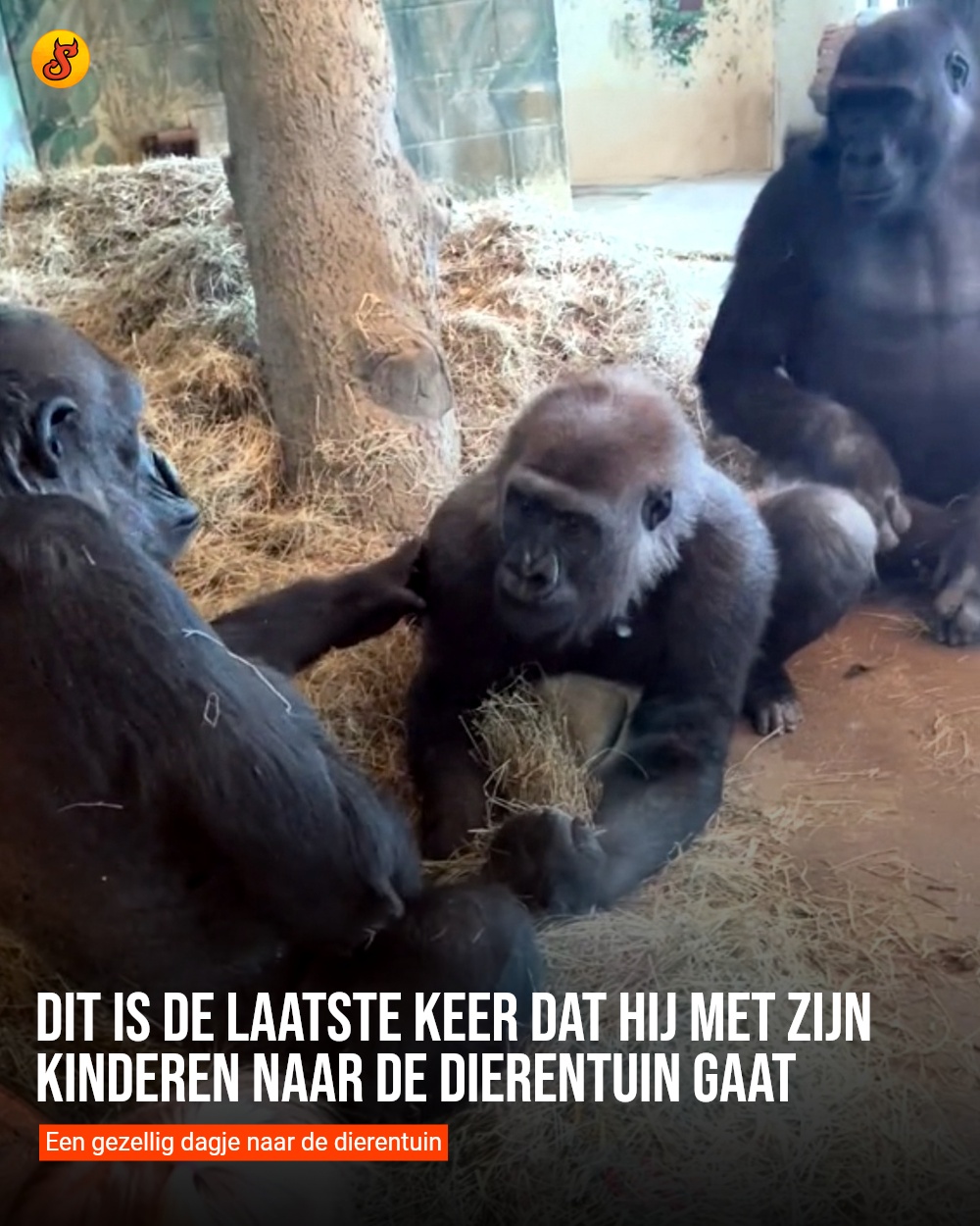 Dit is de laatste keer dat hij met zijn kinderen naar de dierentuin gaat