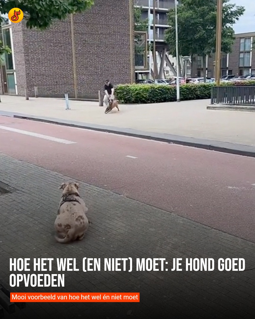 Hoe het wel (en niet) moet: je hond goed opvoeden