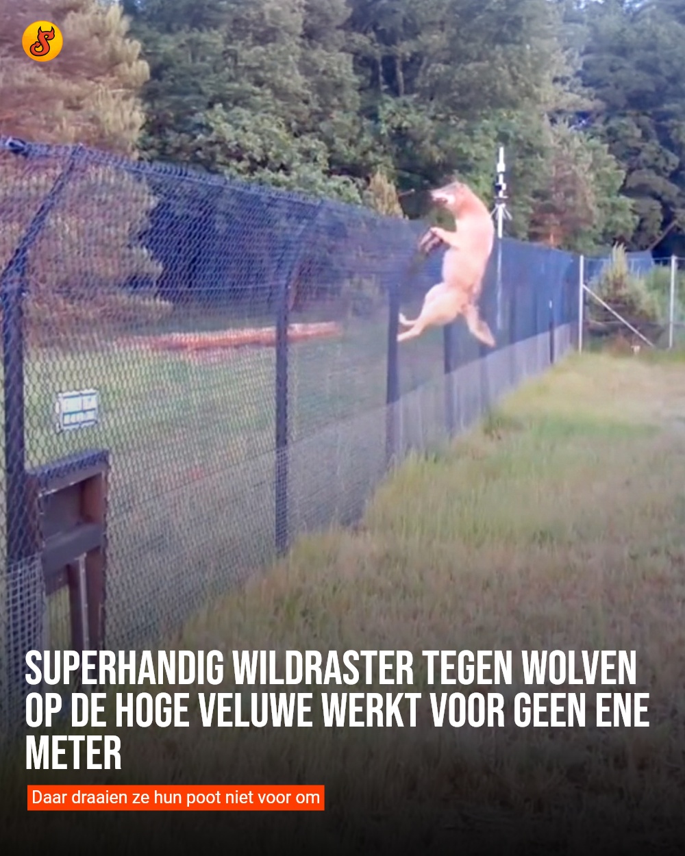 Superhandig wildraster tegen wolven op de Hoge Veluwe werkt voor geen ene meter