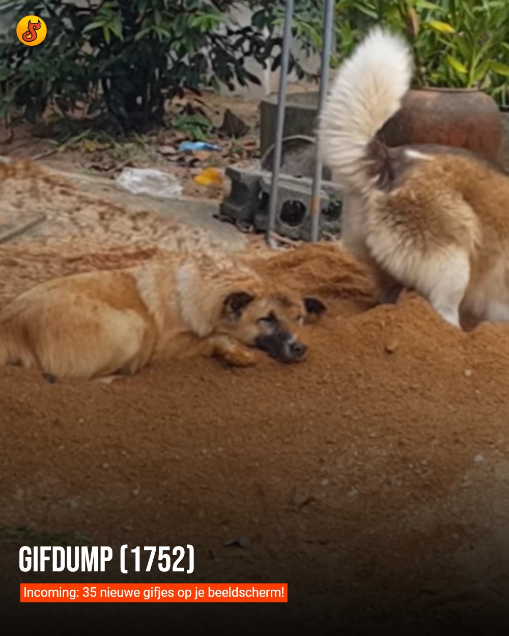 Gifdump (1752)