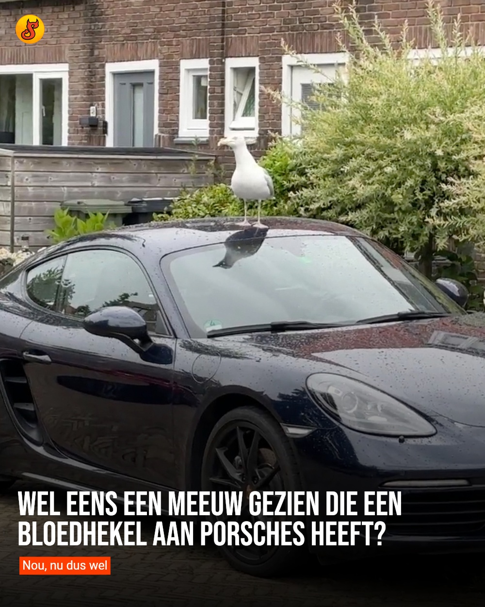 Wel eens een meeuw gezien die een bloedhekel aan Porsches heeft?