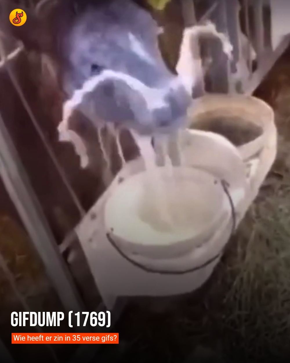 Gifdump (1769)