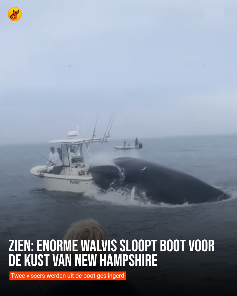 Zien: Enorme walvis sloopt boot voor de kust van New Hampshire