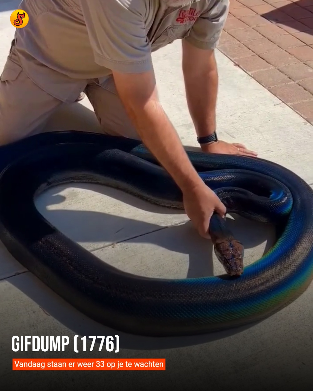 Gifdump (1776)