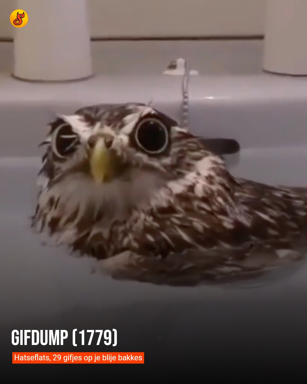 Gifdump (1779)
