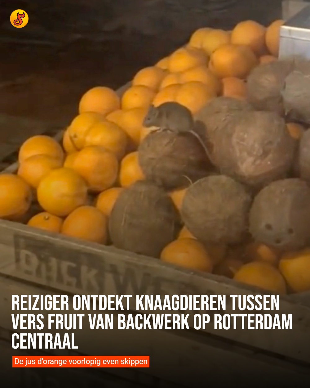 Reiziger ontdekt knaagdieren tussen vers fruit van Backwerk op Rotterdam Centraal