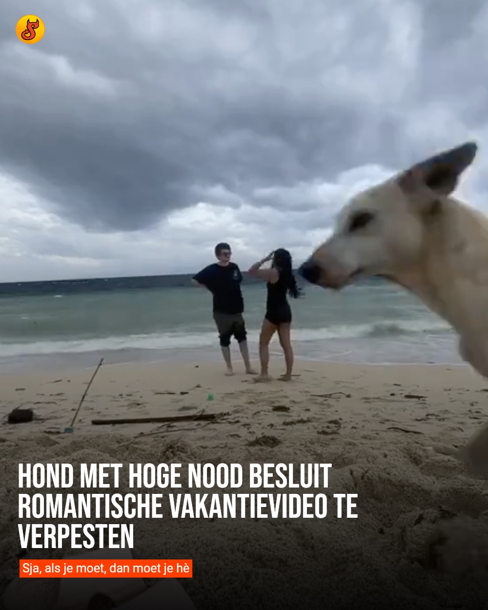 Hond met hoge nood besluit romantische vakantievideo te verpesten