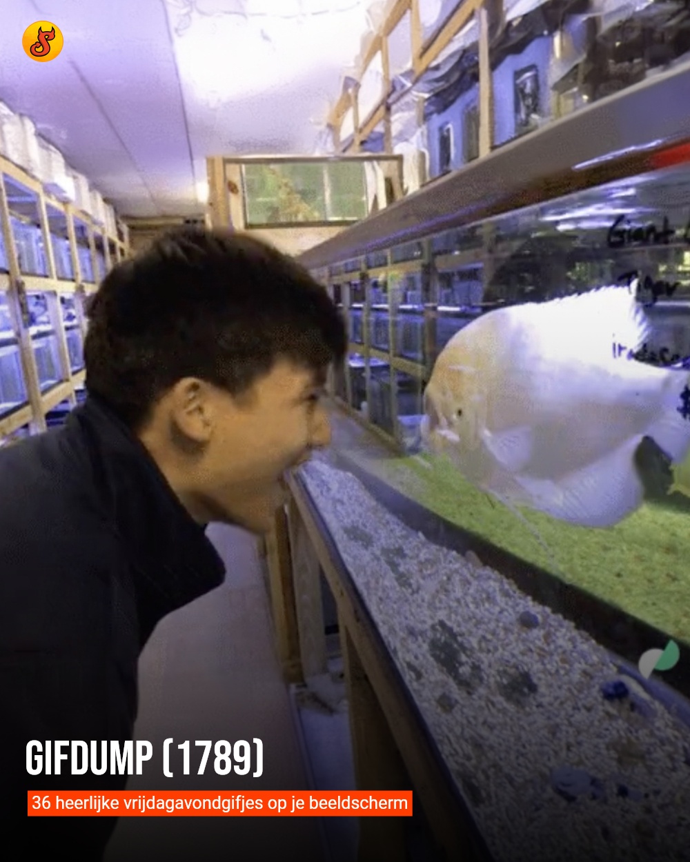Gifdump (1789)