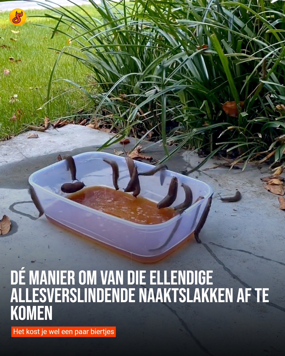 Dé manier om van die ellendige allesverslindende naaktslakken af te komen