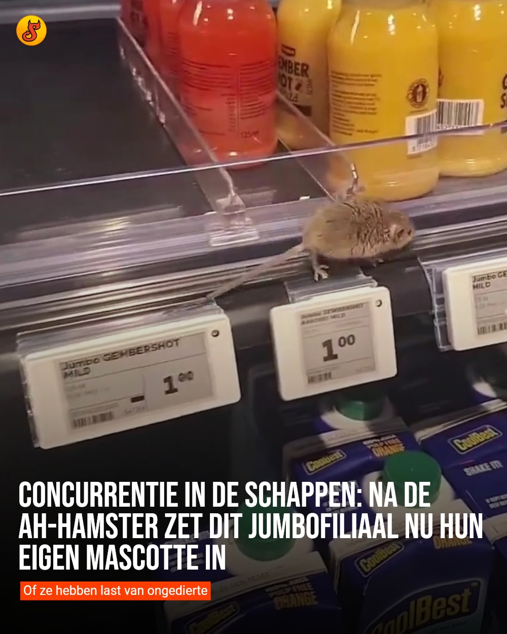 Concurrentie in de schappen: na de AH-hamster zet dit Jumbofiliaal nu hun eigen mascotte in