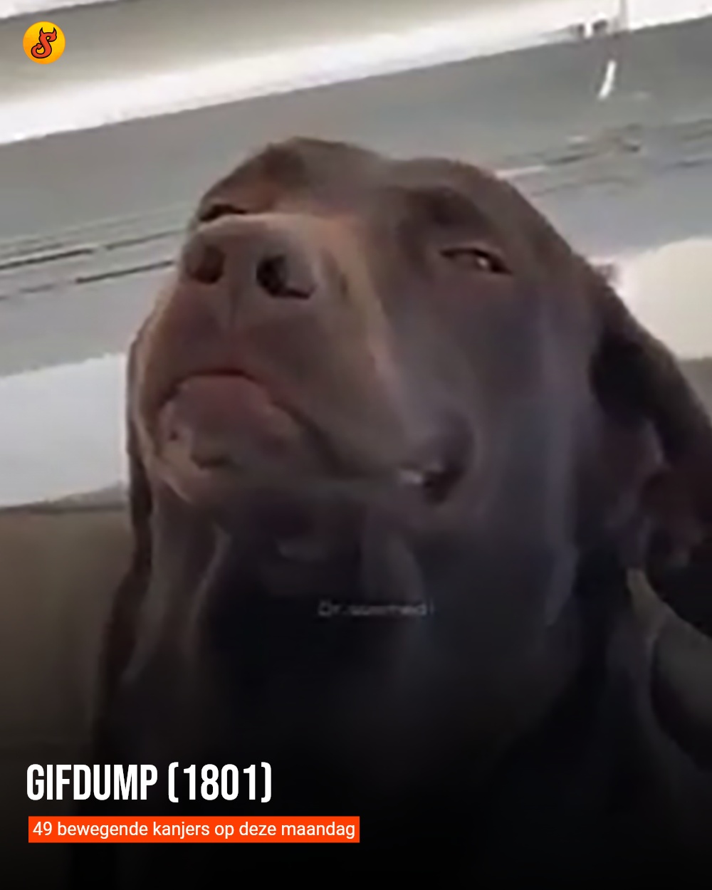 Gifdump (1801)