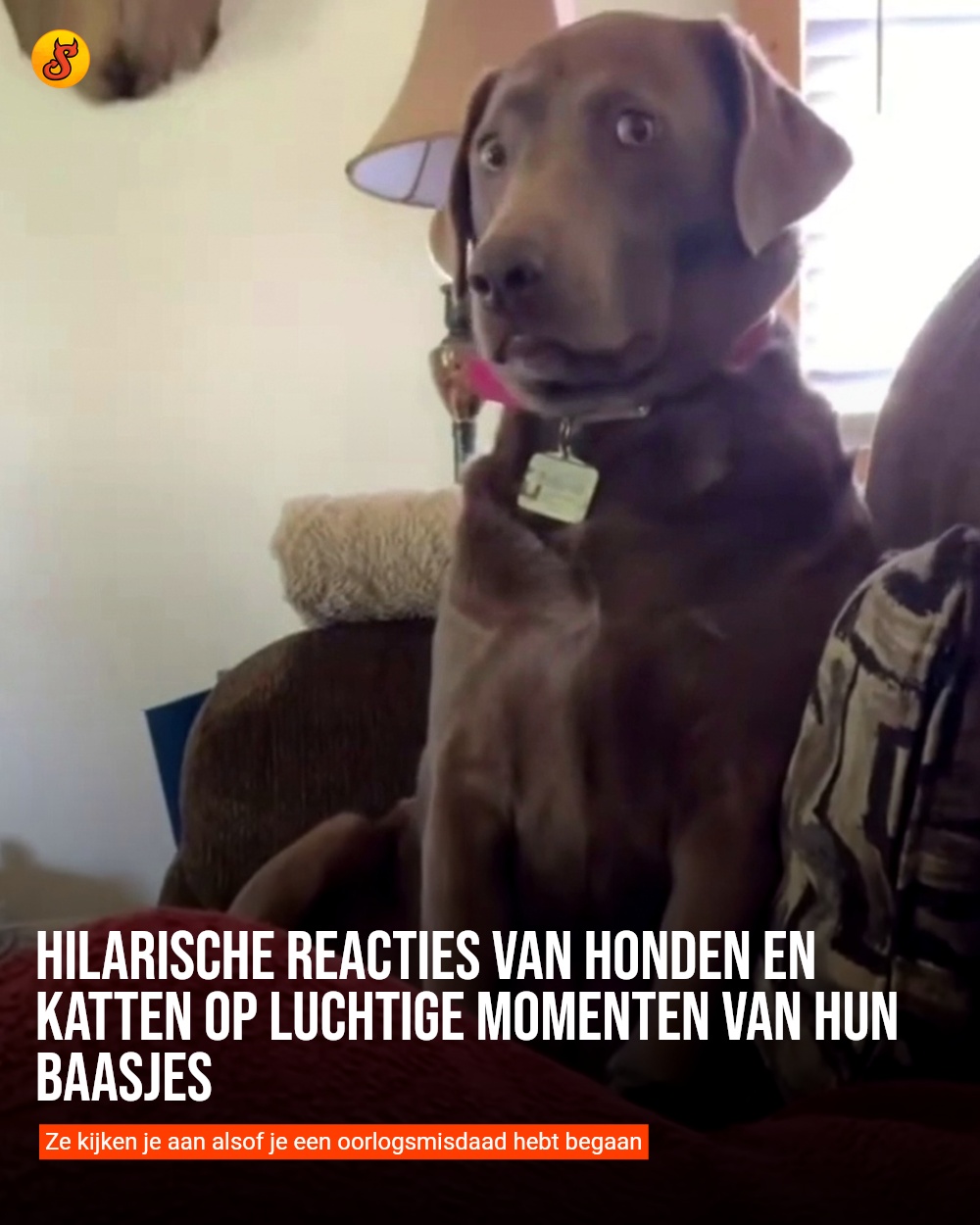 Hilarische reacties van honden en katten op luchtige momenten van hun baasjes