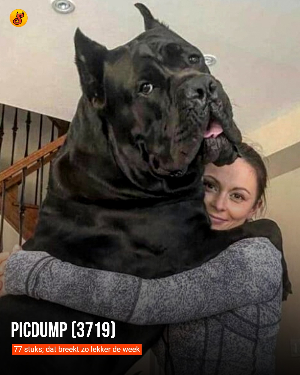 Picdump (3719)