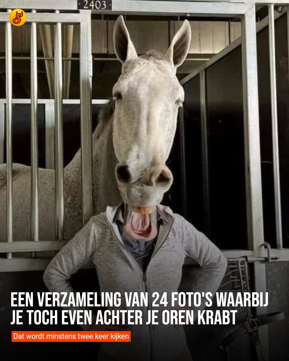 Een verzameling van 24 foto's waarbij je toch even achter je oren krabt