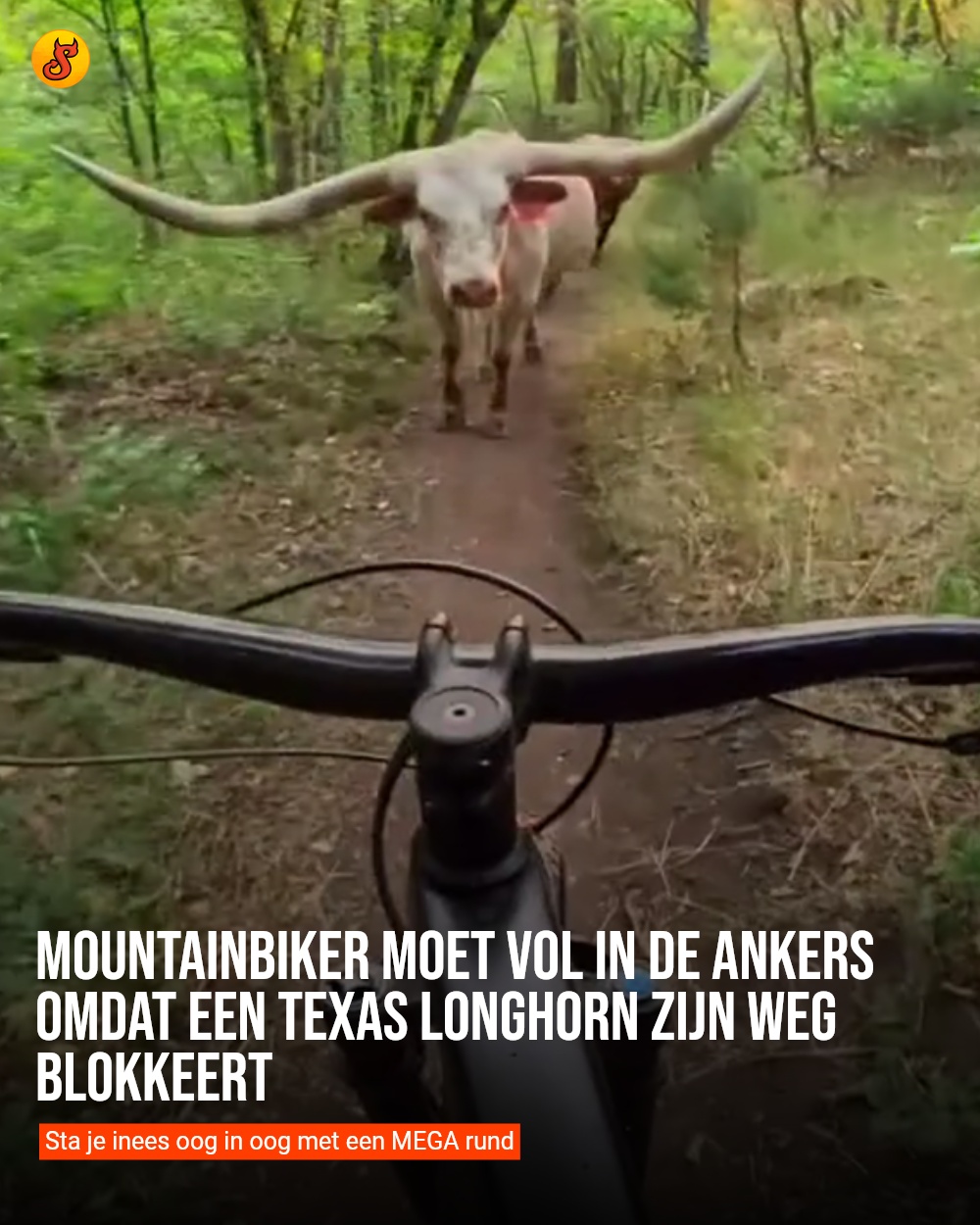 Mountainbiker moet vol in de ankers omdat een Texas Longhorn zijn weg blokkeert
