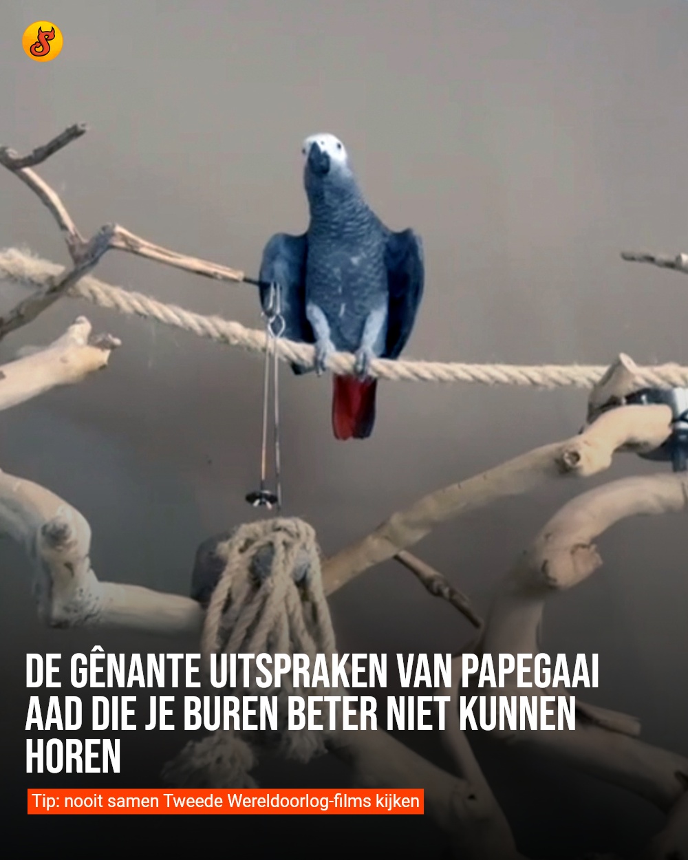 De gênante uitspraken van papegaai Aad die je buren beter niet kunnen horen