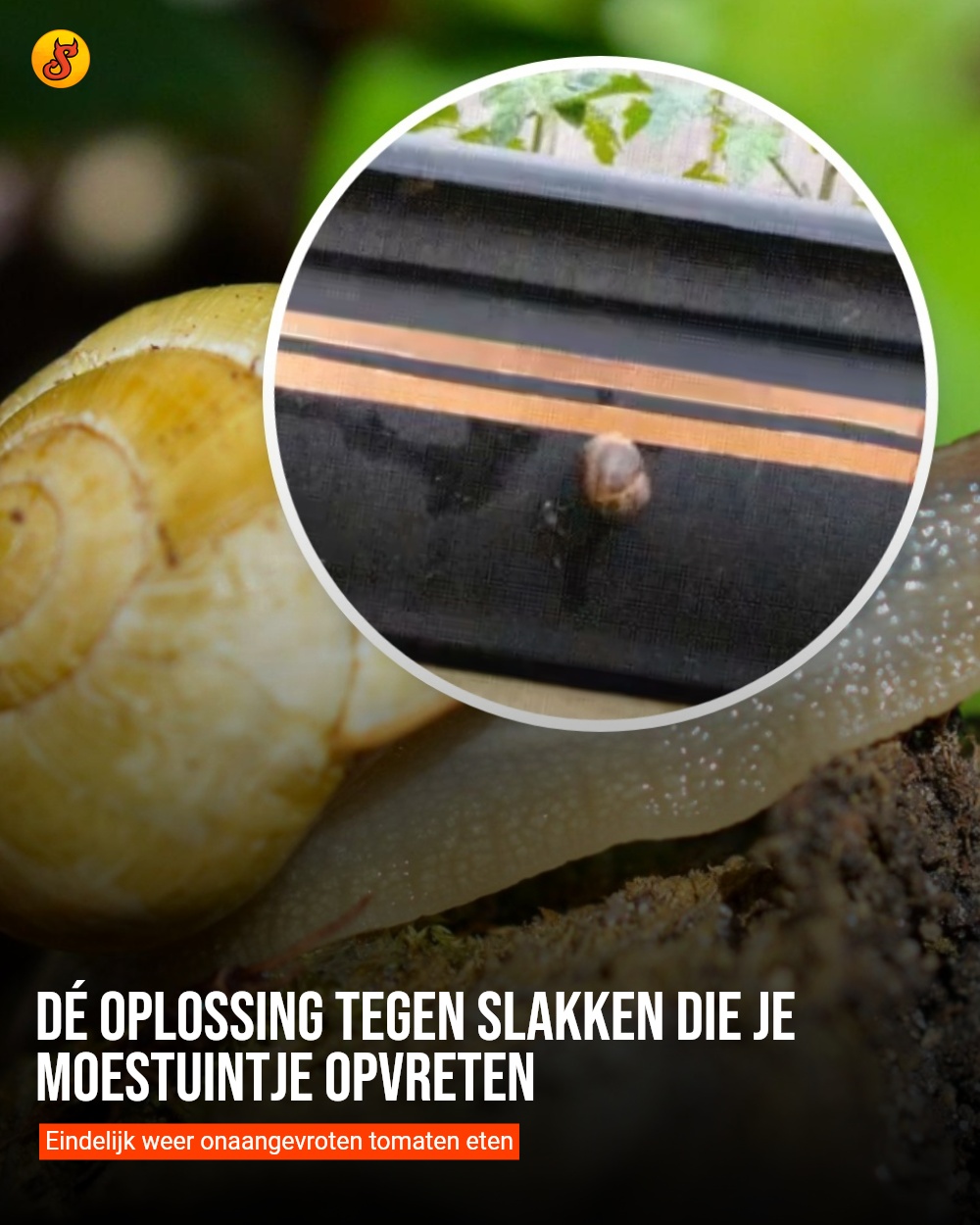 Dé oplossing tegen slakken die je moestuintje opvreten