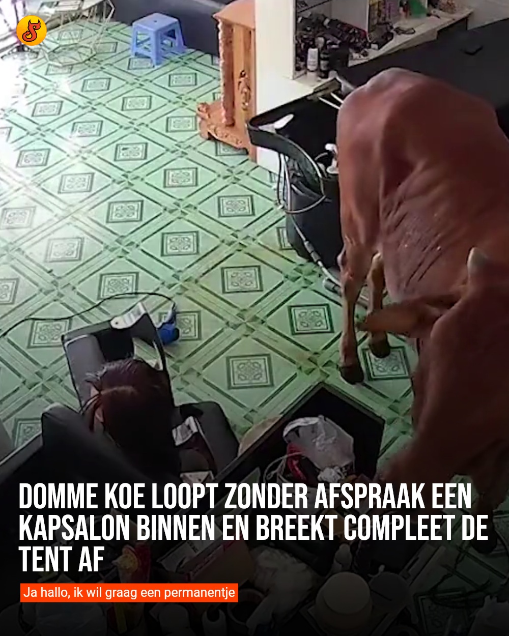 Domme koe loopt zonder afspraak een kapsalon binnen en breekt compleet de tent af