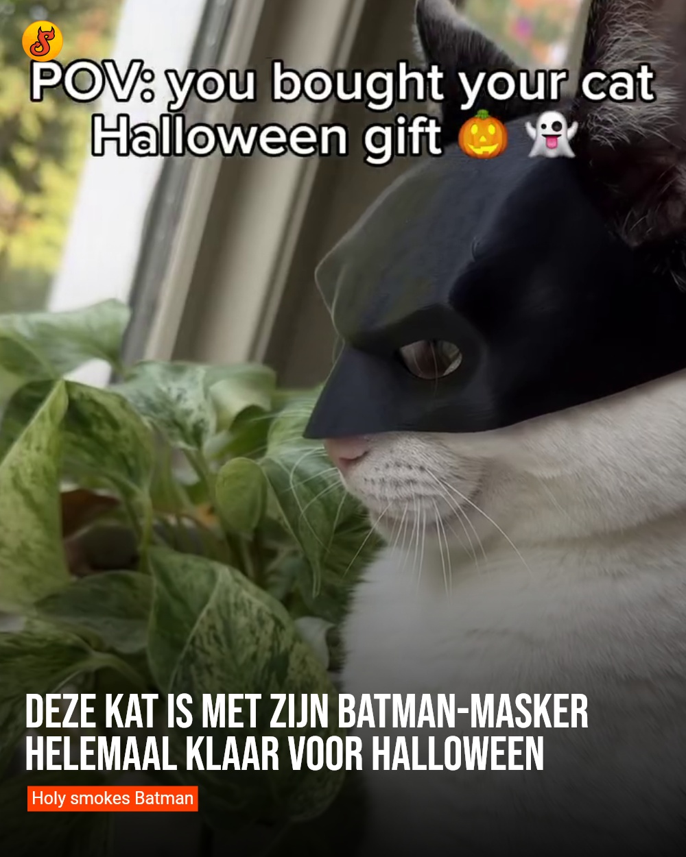 Deze kat is met zijn Batman-masker helemaal klaar voor Halloween